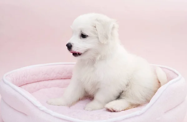 Piccolo cucciolo maltese — Foto Stock