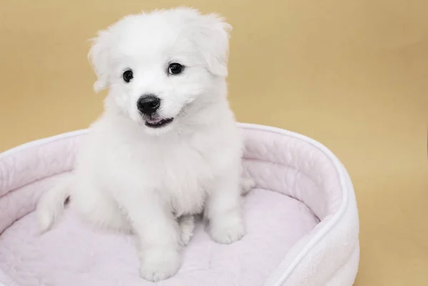 Little Maltese puppy — Stock Photo, Image