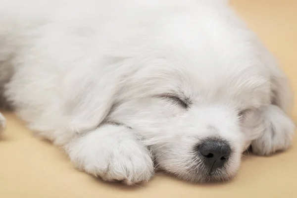 작은 몰타어 강아지 — 스톡 사진