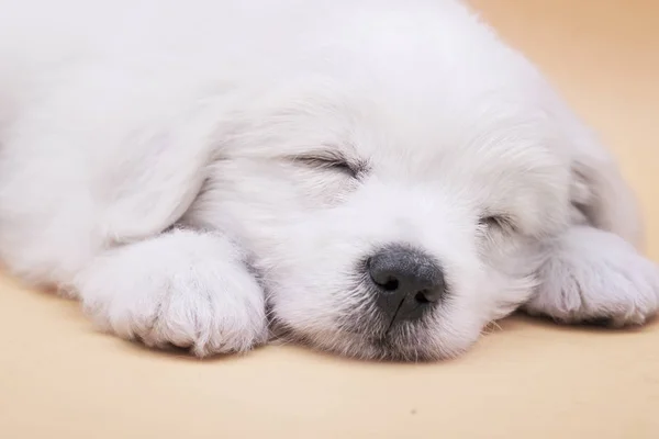 작은 몰타어 강아지 — 스톡 사진