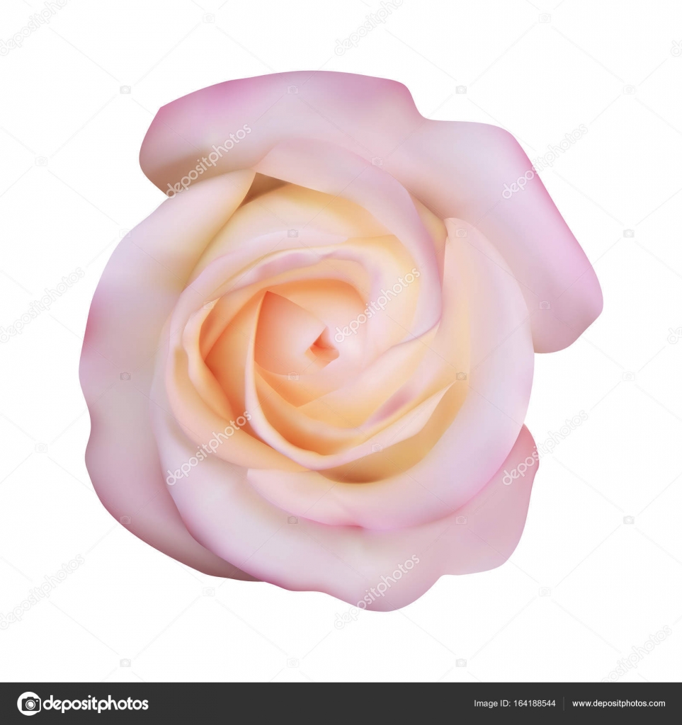 アニメ画像について 綺麗な白バラ イラスト