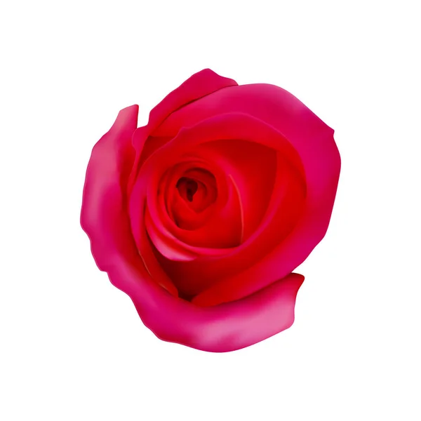 Rose rouge réaliste, illustration vectorielle — Image vectorielle