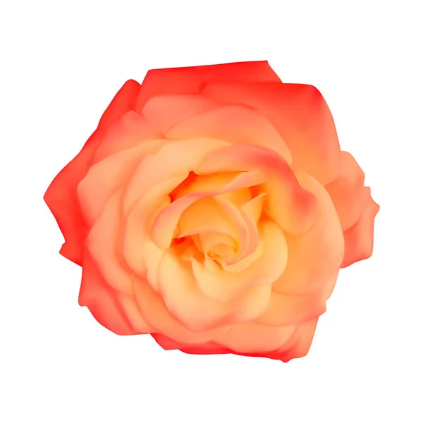 Rosa realistica, illustrazione vettoriale su sfondo bianco — Vettoriale Stock