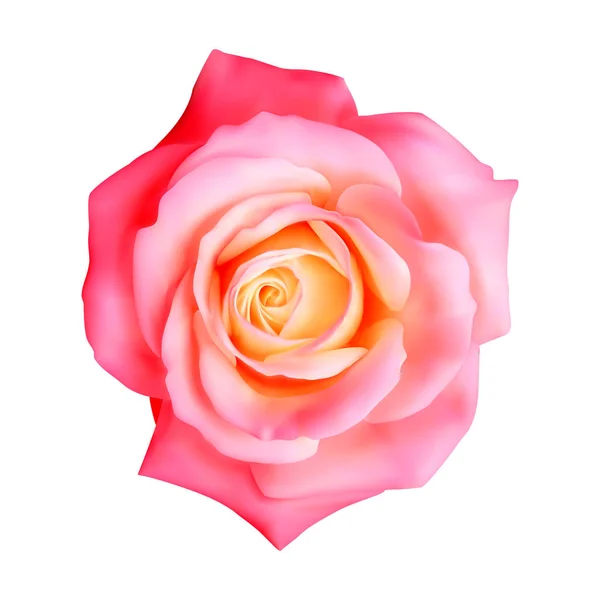 Rose réaliste, illustration vectorielle sur fond blanc — Image vectorielle