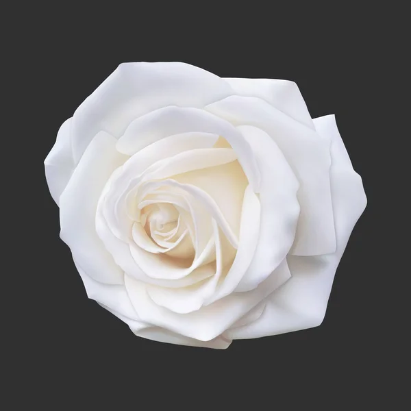 Ρεαλιστική λευκό τριαντάφυλλο, εικονογράφηση διάνυσμα — Διανυσματικό Αρχείο