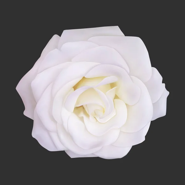 Reális Fehér Rózsa, vektoros illusztráció — Stock Vector