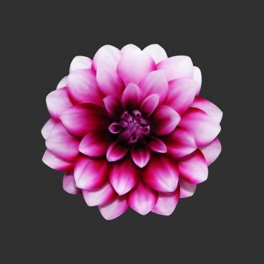 Gerçekçi pembe renkli Dahlia