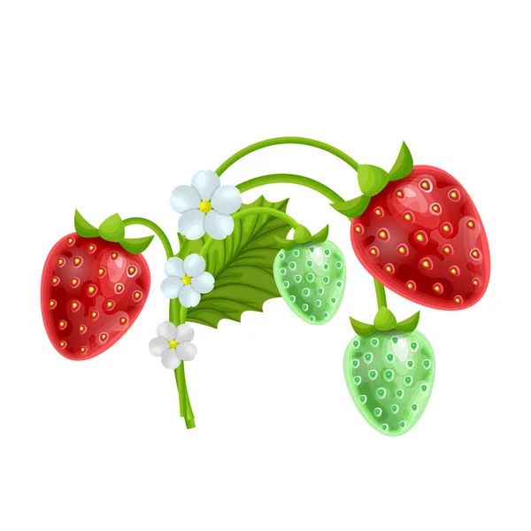 Ensemble de fraises aux fleurs et feuilles vertes isolées sur fond blanc, illustration vectorielle en style dessin animé — Image vectorielle