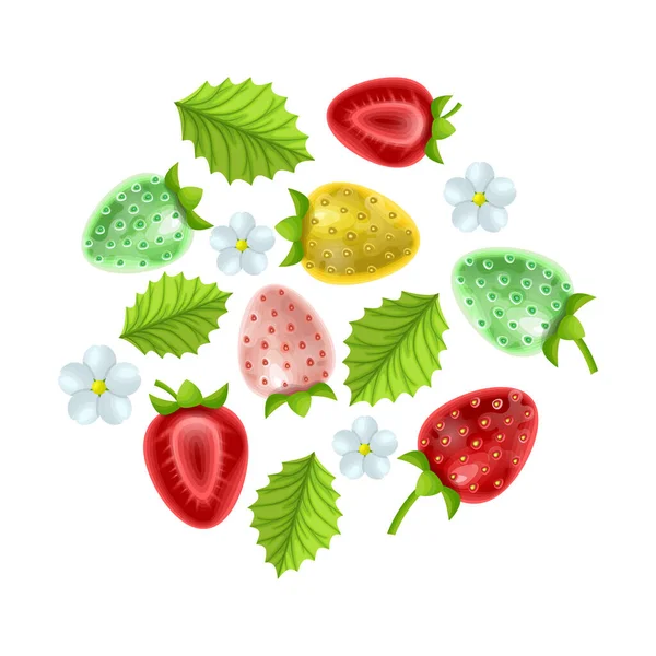 Fraises de différentes variétés sur fond blanc, feuilles et fleurs, cliparts isolés de fraises sur fond blanc, vecteur eps 10 format — Image vectorielle