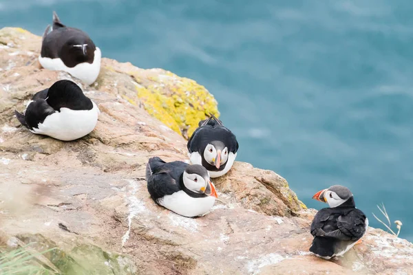Puffins On The Cliff In Skomer Island Stock Photo