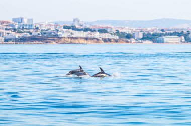 Yüzeyde, yüzme yunuslar fotoğrafladı Albufeira sahil teknede deneyim--dan Algarve Portekiz