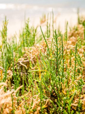 Salicornia ya da bataklık samphire, Fuseta, Ria Formosa, Portekiz büyüyen bir incelik