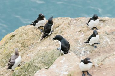 Skomer Adası Pembrokeshire Batı Galler İngiltere uçurumlarda ayakta razorbills