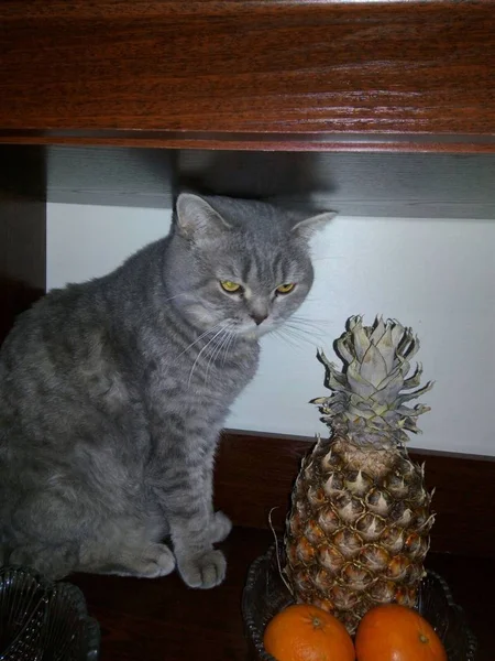 Gato Casero Con Piña — Foto de Stock