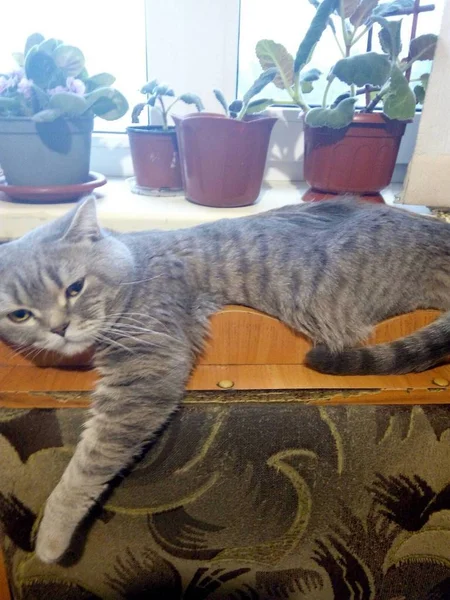 Домашняя Кошка Лежит Рядом Цветами — стоковое фото