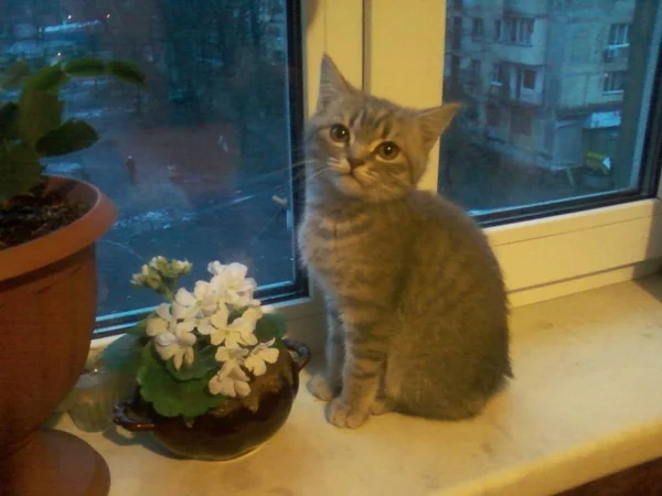 窗台上的小家养纯种猫 — 图库照片