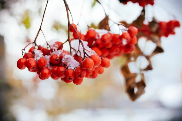 秋の赤い果実 — ストック写真
