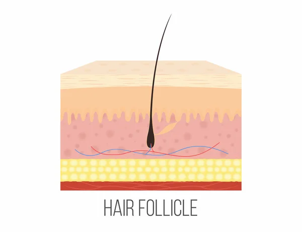 Folículo piloso. Capas de piel humana con folículo piloso dentro — Archivo Imágenes Vectoriales