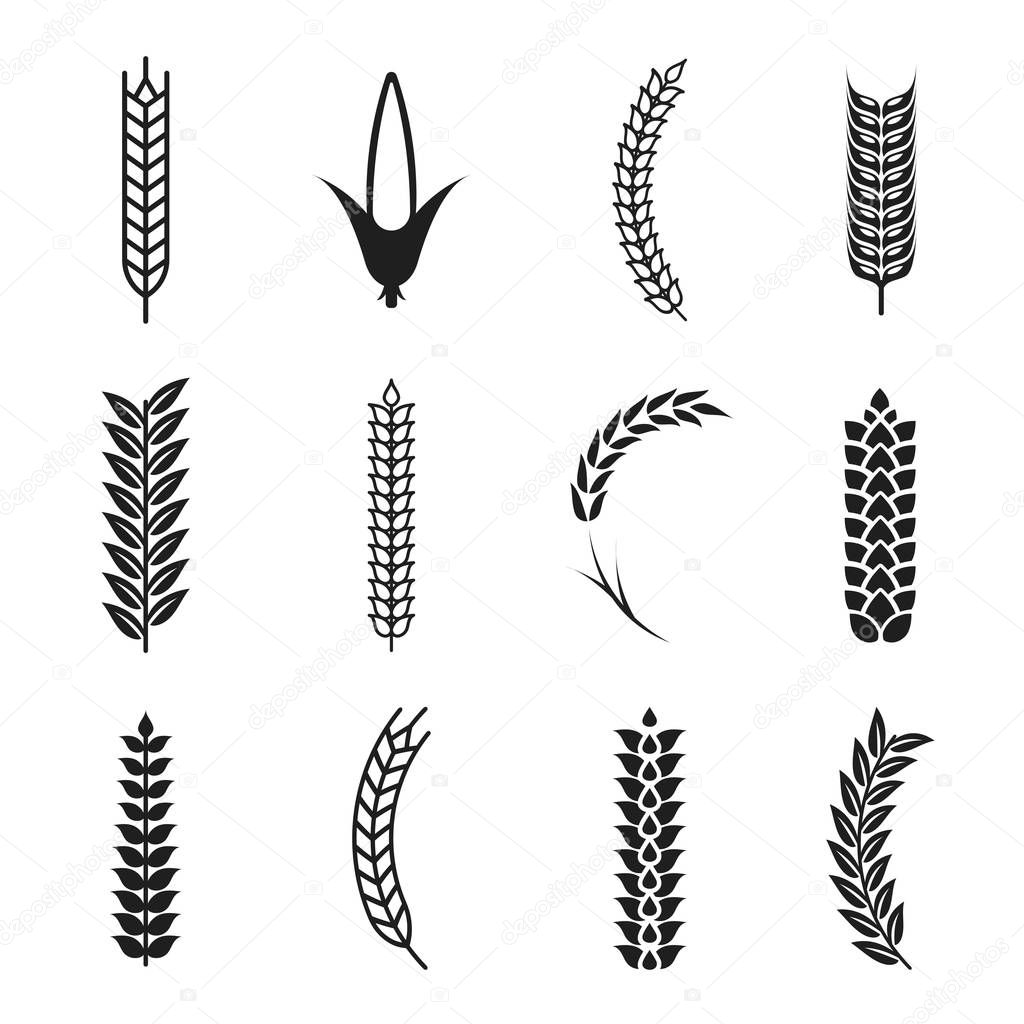 Vector wheat ears icons. Oat and wheat grains. Corn icon