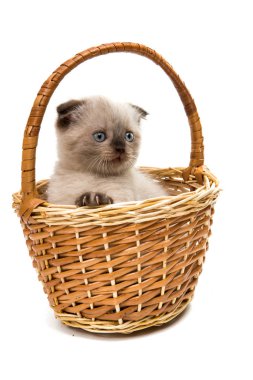 sepet içinde İngiliz yavru kedi