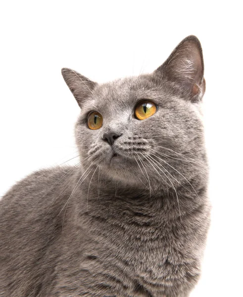 Gato cinza bonito — Fotografia de Stock
