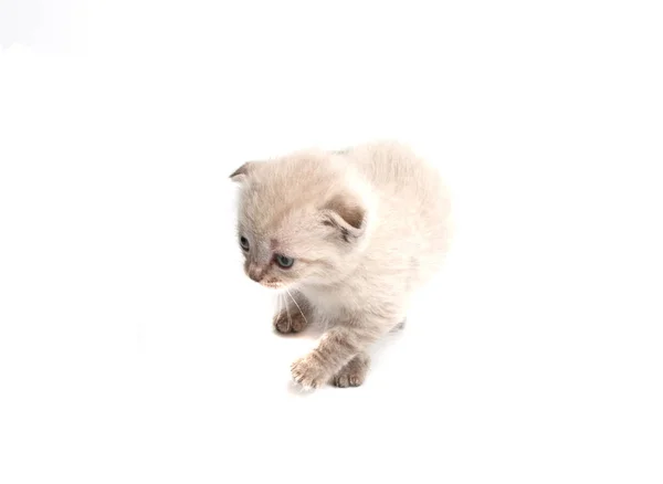Kitten Isolated White — Stock Photo, Image
