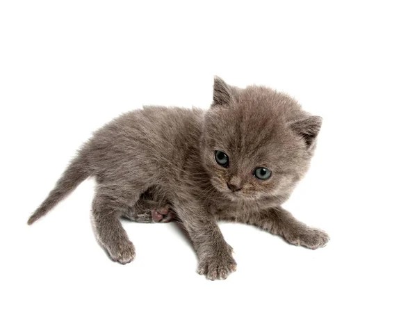 Gatinho Isolado Branco — Fotografia de Stock