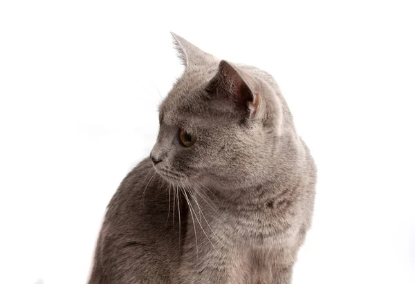 Gatito Aislado Blanco — Foto de Stock