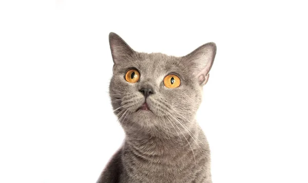 Beyaz arka planda Gri kedi