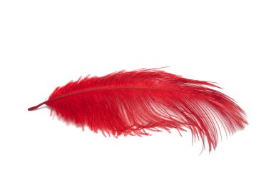 Renkli tüy üzerinde beyaz izole