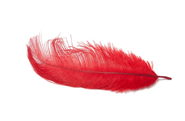 Colorful Feather Isolated White — Stock Photo, Image