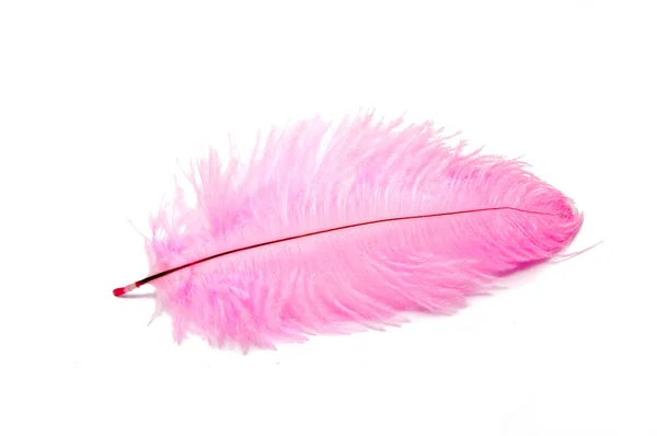 Colorful Feather Isolated White — Stock Photo, Image