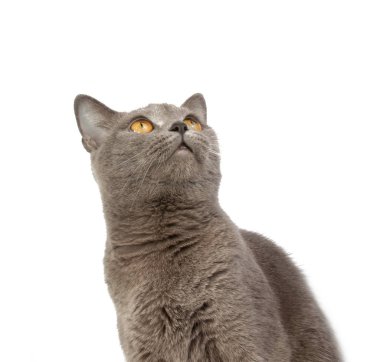 Beyaz gri İngiliz kedi