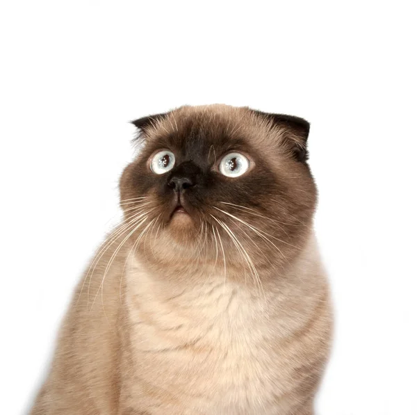 Britové Přeložte Kočka Kávové Hnědé Barvě Bílém — Stock fotografie