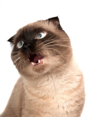 Scotish kahverengi kat kedi beyaz