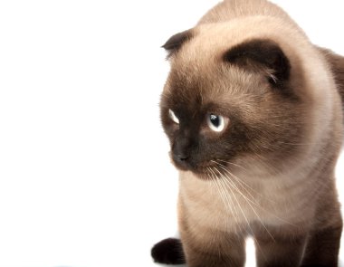 Scotish kahverengi kat kedi beyaz