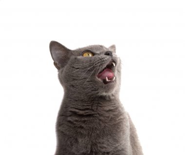 İzole beyaz gri İngiliz kedi