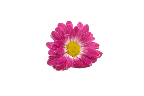 Mooie Roze Bloem Geïsoleerd Wit — Stockfoto