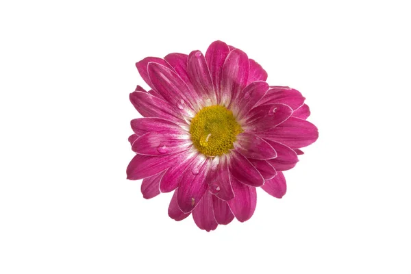 Mooie Roze Bloem Geïsoleerd Wit — Stockfoto