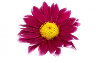 güzel mor pembe çiçek üzerinde beyaz izole