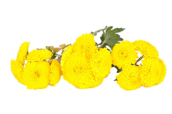 Schöne Gelbe Blume Isoliert Auf Weiß — Stockfoto