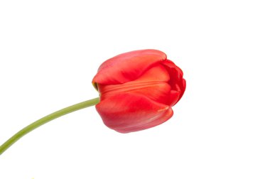 Beyaz üzerine kırmızı lale güzellik çiçek