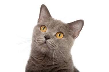 Beyaz arka planda gri İngiliz kedi