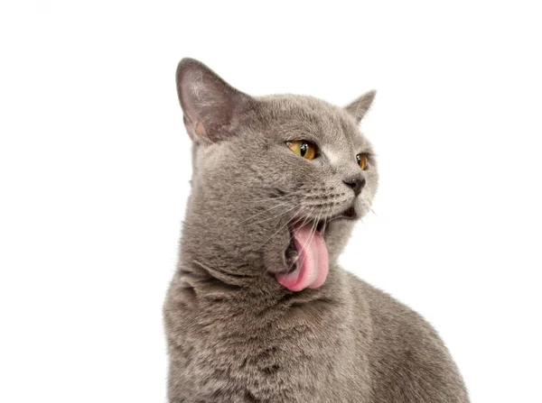 Beyaz arka planda gri İngiliz kedi