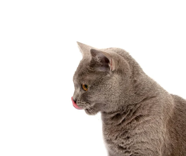 Grå Brittiska Katt Den Vita Bakgrunden — Stockfoto