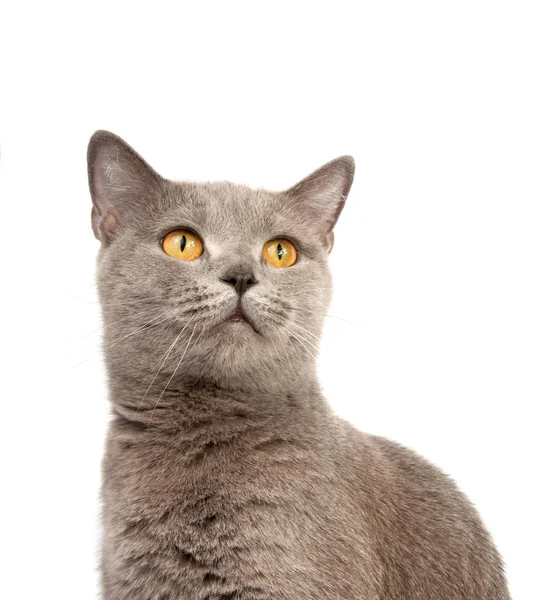 Grå Brittiska Katt Den Vita Bakgrunden — Stockfoto