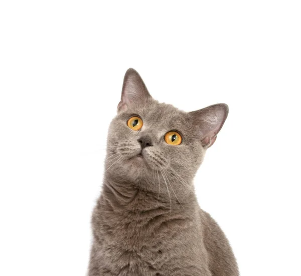 Graue Britische Katze Auf Weißem Hintergrund — Stockfoto