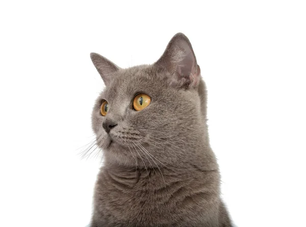 Graue Britische Katze Auf Weißem Hintergrund — Stockfoto