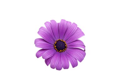 güzel mor osteospermum veya güller Pembe çiçek Isola