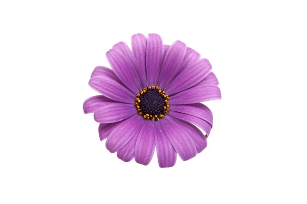 Mooie paarse osteospermum of Afrikaanse daisy roze bloem isola — Stockfoto